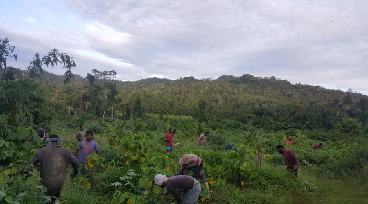 kava plantation